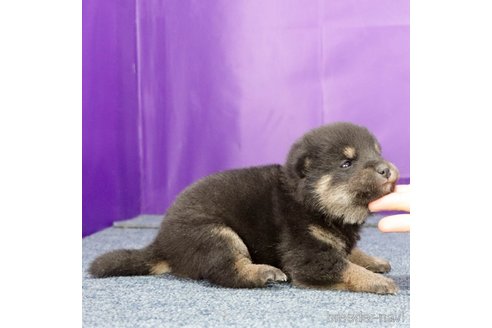 成約済の愛知県の柴犬-361066の3枚目